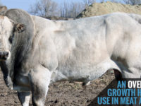 Growth Hormone Use in Meat and Milk; Photo by Vicki Johnson