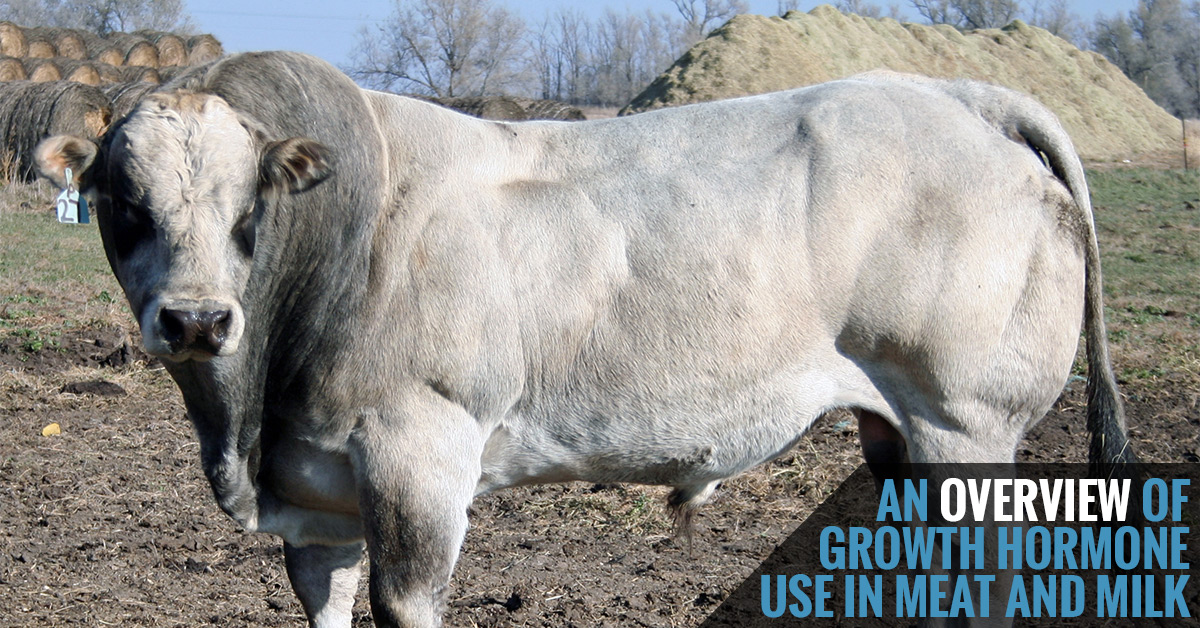 Growth Hormone Use in Meat and Milk; Photo by Vicki Johnson